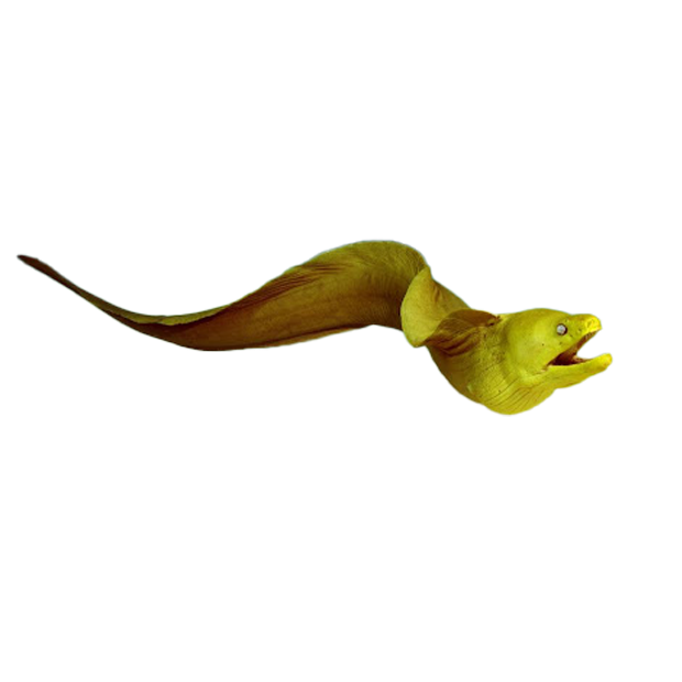 Imagem do peixe Moréia-verde
